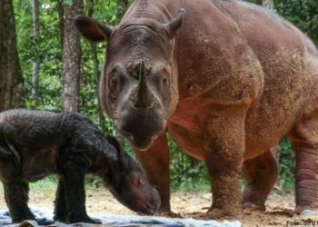 Badak Sumatera Rosa melahirkan anak betina di SRS TNWK. (Foto: Dok.Kementerian LHK)
