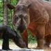 Badak Sumatera Rosa melahirkan anak betina di SRS TNWK. (Foto: Dok.Kementerian LHK)