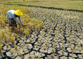 Akibat perubahan iklim sangat berdampak dengan tanaman. (Foto:net)