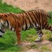 Harimau (Foto: Net)