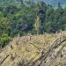 Ilustrasi Perambahan Hutan . (Foto: net)