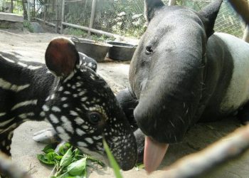 Foto: akun Instagram @tamanrimbozoo