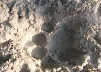 Jejak harimau (Foto: Net)