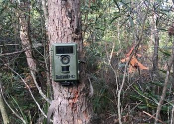 Camera Trap (foto:net)