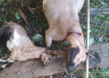 Ternak warga Merangin dimangsa harimau (FOTO: istimewa)