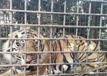 Harimau yang diperangkap di Desa Nalogedang, Merangin (foto: tangkap layar video)