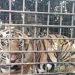 Harimau yang diperangkap di Desa Nalogedang, Merangin (foto: tangkap layar video)