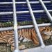 Harimau Sumatera yang Ditangkap Tim BKSDA Jambi di Merangin (foto: BKSDA Jambi)