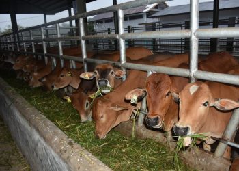 Program Asuransi Ternak Sapi (AUTS) yang telah dilaksanakan secara nasional sejak Juni 2016 (Sumber: mediaindonesia.com)