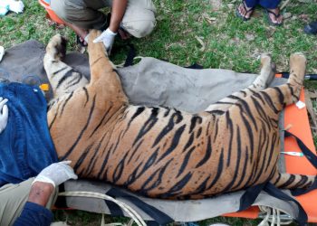 Harimau Sumatera (foto: dok.BKSDA Jambi)