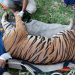 Harimau Sumatera (foto: dok.BKSDA Jambi)