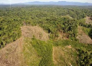 Hutan Jambi (foto: istimewa)