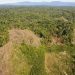 Hutan Jambi (foto: istimewa)