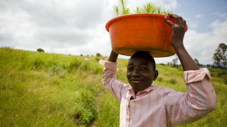 A young farmer in the Rwenzori Mountains of Uganda plants pine tree saplings to restore the forest landscape and help protect communities from floods and landslides. (Photo: WWF/Simon Rawles)