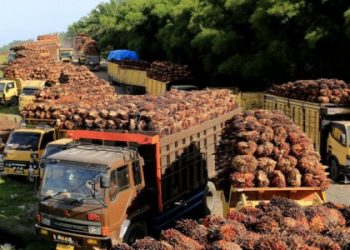 Stok minyak sawit Indonesia telah naik menjadi 6,2 juta ton setelah larangan ekspor. Akan digunakan untuk persediaan bio diesel. ANTARA FOTO