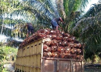 Berikut Harga TBS Sawit di Jambi Pada 25 November Sampai 1 Desember 2022
