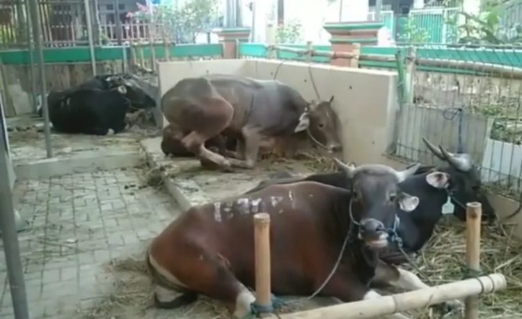 Berikut Syarat Syarat Orang Yang Dianjurkan Untuk Melaksanakan Kurban Di Hari Raya Idul Adha