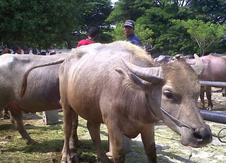 Bisakah Kerbau Dijadikan Hewan Kurban Saat Idul Adha, Lihat Penjelasannya