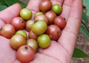 Ini Manfaat Buah Kersen Bagi Kesehatan Tubuh