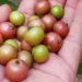 Ini Manfaat Buah Kersen Bagi Kesehatan Tubuh