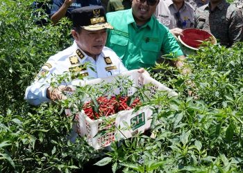 Bertemu dan Berdialog dengan Petani di Desa Tidar Kuranji, Gubernur Al Haris Dukung Pengembangan Komoditas Cabai