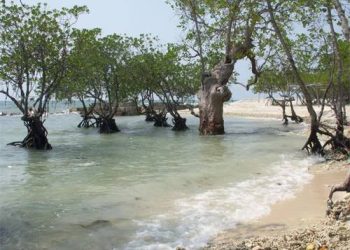 Dubai Akan Tanam 100 Juta Pohon Mangrove di Pesisir
