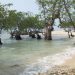 Dubai Akan Tanam 100 Juta Pohon Mangrove di Pesisir