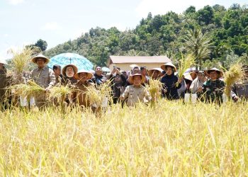 Gubernur Al Haris: Pemprov dan Pemkab Bersinergi Benahi Sistem Pertanian Agar Hasil Meningkat