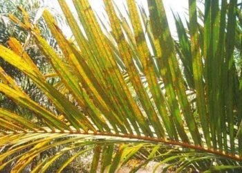 Mengatasi Defisiensi Magnesium pada Kelapa Sawit: Tips Pemupukan untuk Lahan Marjinal