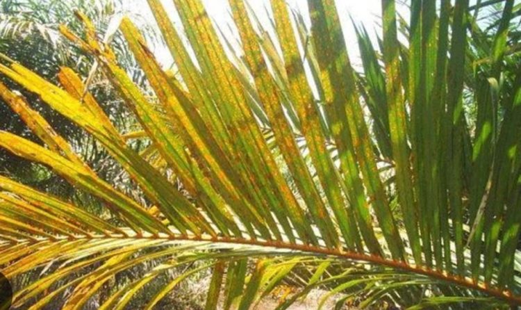 Mengatasi Defisiensi Magnesium pada Kelapa Sawit: Tips Pemupukan untuk Lahan Marjinal