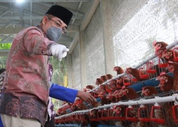 Bupati Anwar Sadat Tinjau Peternakan Ayam Petelur, Dorong Ekonomi dan Ketahanan Pangan Daerah