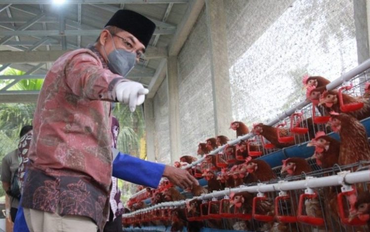 Bupati Anwar Sadat Tinjau Peternakan Ayam Petelur, Dorong Ekonomi dan Ketahanan Pangan Daerah
