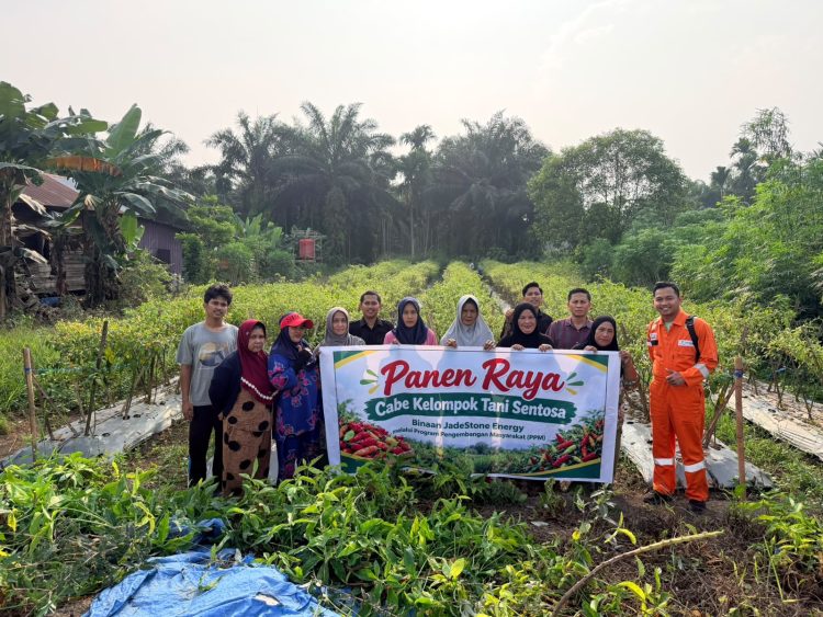 Panen Raya Cabai di Tanjab Barat, Kelompok Tani Binaan Jadestone Energy Dorong Kesejahteraan Petani